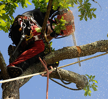 Elagage et abattage d’arbres