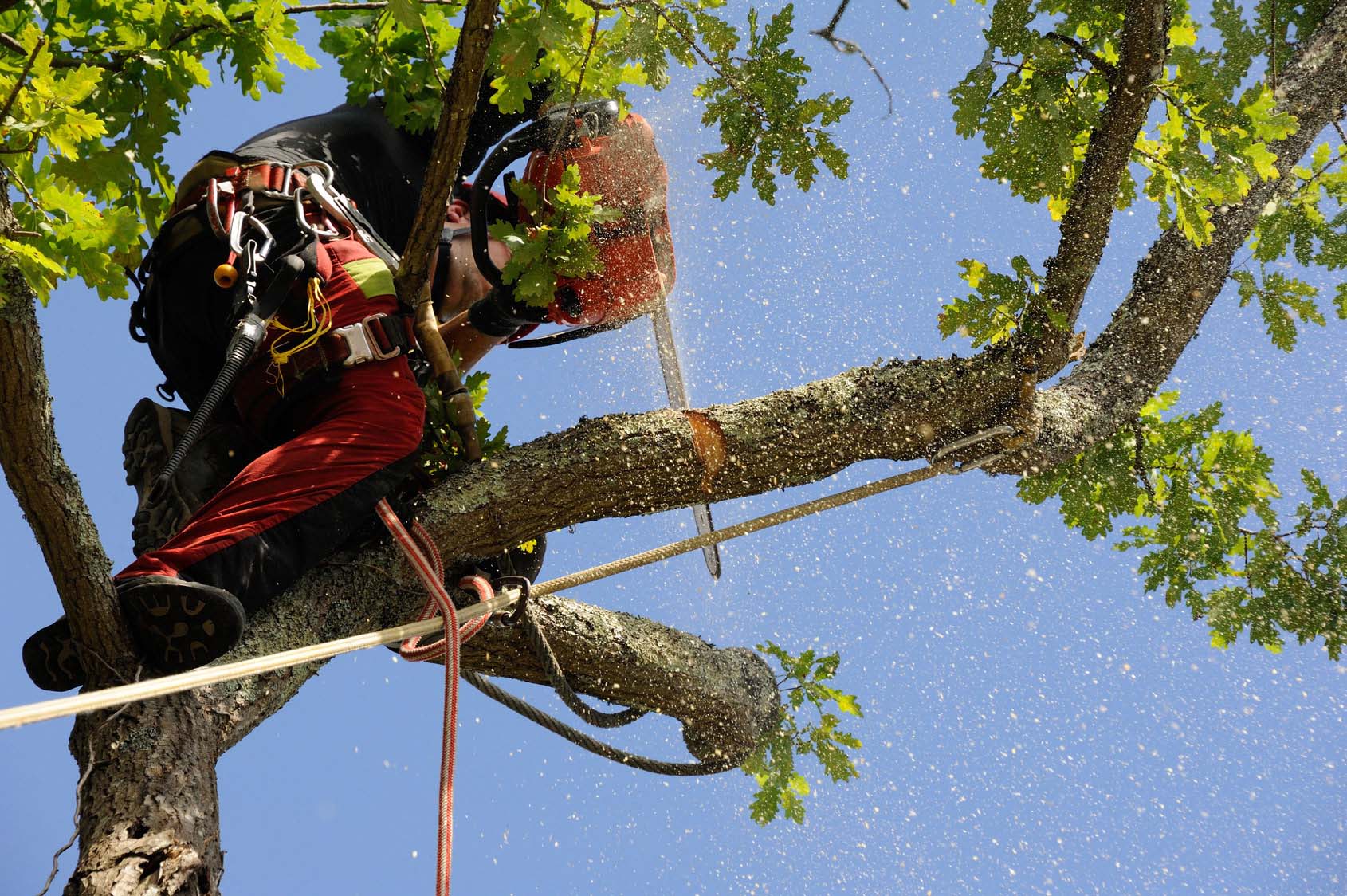 Elagage et abattage d’arbres